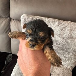Adopt a dog:Yorkshire Terrier Puppies/Yorkshire Terrier/Female/Sex: Mixed Litter,Coming from a loving home we have 7 gorgeous Yorkshire Terrier Pups looking for their forever homes, there are 2 males and 5 females. Both parents are both full pedigree stunning Yorkshire Terriers, with a good lineage on both sides, and are very well loved family pets which can be seen on viewing.