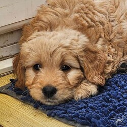 Adopt a dog:Smallest Mini Goldendoodle BOY READY TO GO!/Goldendoodle/Female/Sex: Mixed Litter,We are down to our last puppy Teddy he is doing great with toileting and goes through the night in his crate without any accidents and rarely has any accidents during the day, he still needs reminding as he's only a puppy but doing brilliantly considering his age