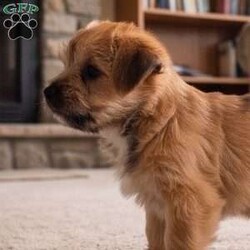 Molly/Morkie / Yorktese									Puppy/Female	/8 Weeks,Are you looking for an awesome puppy ? This one love to be your buddy !! Bred to bring joy and love to your life !!