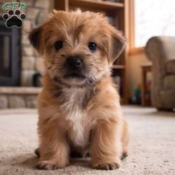 Molly/Morkie / Yorktese									Puppy/Female	/8 Weeks,Are you looking for an awesome puppy ? This one love to be your buddy !! Bred to bring joy and love to your life !!