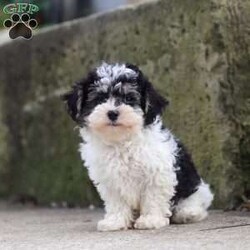 Brodie/Maltipoo									Puppy/Male	/10 Weeks,Hi, my name is Brodie! I am an adorable F1 Maltipoo puppy who was born on June 15, 2026. I am a sweet, playful little boy with a loving personality and a happy, friendly nature. I have been well socialized and love spending time with people. Whether I’m playing with my favorite toys, exploring my surroundings, getting lots of attention, or curling up for some cuddles, I’m happiest when I’m with my people!
