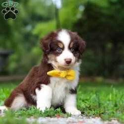 Kai/Miniature Australian Shepherd									Puppy/Male	/7 Weeks,Meet Kai. He is a sweet, playful AKC Mini Australian Shepherd with a friendly personality. He’s curious, loves to explore, and enjoys being around people. He has a fun, easygoing personality and would make a great companion for a family or anyone looking for a loyal and active puppy.