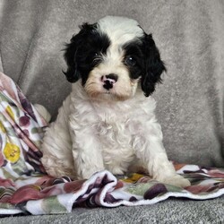 Molly/Cavapoo									Puppy/Female	/8 Weeks,Molly is the only sweet little girl of the bunch. She is adorable and playful! She loves cuddling and gives plenty of kisses! Molly’s mother Princess is a quiet yet playful mini poodle weighing around 14 lbs. Her father is Alfie a sweet king Charles Cavalier weighing about 16lbs. Our puppies are loved upon from the day they are born! They are well socialized and enjoyed by our family! Molly was checked by our vet and she has a clean bill of health. She has been started on her vaccinations and dewormed regularly. If your looking for a sweet friend Molly’s the one! 
