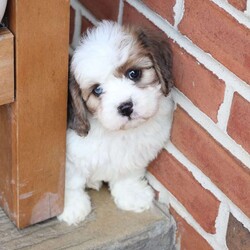 Jackson/Cavachon									Puppy/Male	/June 27th, 2026