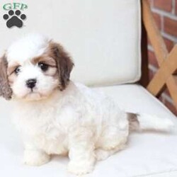 Jackson/Cavachon									Puppy/Male	/June 27th, 2026,Jackson is one of four in his litter, with an approximate adult weight of 12 to 18 pounds .