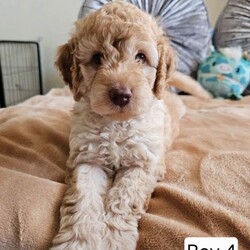 Adopt a dog:Outstanding Cavapoo Puppies /Cavapoo/Female/Sex: Mixed Litter,Outstanding Cavapoo Puppies – Raised with Love & Well Socialised