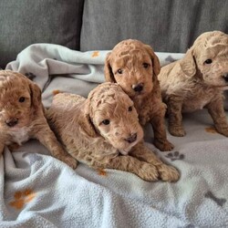 Cockapoo puppies F1bb/Cockapoo/Female/Sex: Male,Beautiful apricot cockapoo puppies. This is Roxy's first litter. Roxy is out family pet, she has a lovely personality, she is friendly with both other dogs and people, loves a cuddle and is very patient (grew up in a family with children). Roxy has been a wonderful mum to her pups.