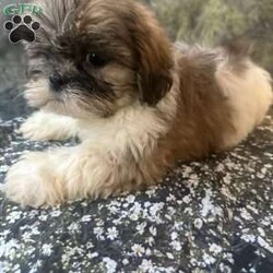 Bella/Shih Tzu									Puppy/Female	/10 Weeks, Meet Bella Bella is a tiny, adorable brown-and-white baby girl with the cutest little face! She may be small, but she has a sweet personality that will steal your heart. She has a beautiful fluffy coat, big bright eyes, and an irresistible teddy-bear look. Bella loves attention, cuddles, and playing. She would make the perfect little companion for a loving family. Girl Puppy Brown & White Tiny & Adorable Sweet & Playful Looking for her forever home Bella is a little bundle of cuteness!