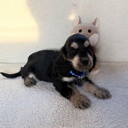 Adopt a dog:Show type cocker spaniels/Cocker Spaniel/Female/Sex: Mixed Litter,Here we have five lovely showtime cocker spaniels we have one chocolate girl, two chocolate boys, two boys blue and tan one boy Black and Tan these puppies are very well, bread and very beautiful puppies. These puppies are very playful with other animals and very good with kids. These puppies have had first vaccination micro chipped health checked and has been fleet and wormed up-to-date. These beautiful puppies are waiting for their for heaven loving homes, please call call or text for more informatio