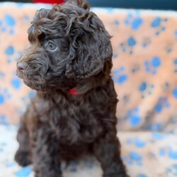 Adopt a dog:Ready now  F1B Cockapoo Puppies 5 left /Cockapoo/Female/Sex: Mixed Litter,We are delighted to introduce our beautiful litter of 8 Cockapoo puppies — 4 boys and 4 girl