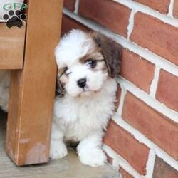 Jackson/Cavachon									Puppy/Male	/June 27th, 2026,Jackson is one of four in his litter, with an approximate adult weight of 12 to 18 pounds .