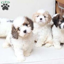 Jackson/Cavachon									Puppy/Male	/June 27th, 2026,Jackson is one of four in his litter, with an approximate adult weight of 12 to 18 pounds .