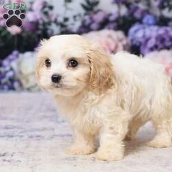 Ava/Cavachon									Puppy/Female	/8 Weeks,Meet sweet little Ava! A cute & cuddly little Cavachon puppy that is playful & sweet & will be sure to fill your heart & home with lots of love! Born on June 27 Ava is the daughter of Kate, an 11 lb Bichon Frise, and Mario an 11 lb Ruby Cavalier. Based on her parents’ size we expect Ava to mature to approx 11 lbs. when fully grown. Ava has been vet checked, is up to date on all vaccines & dewormers, & is ready to join her forever family on Aug 22 or anytime after. She will come home with a small bag of food, paperwork & a few essentials to make the transition to her new home as smooth as possible.