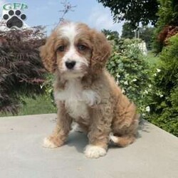 Mickey/Cavapoo									Puppy/Male	/7 Weeks,Meet Mickey; I am an energetic Cavapoo puppy waiting to give you puppy kisses. I am up to date on all wormers and vaccines, if interested in getting to know me more. Call or text the breeder.