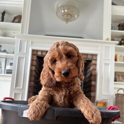 Adopt a dog:F1 Fox Red cockapoo pups /Cockapoo/Female/Sex: Mixed Litter,Dad a registered miniature poodle and mum a registered cocker spaniel. Both are family pets and can be seen when viewing the pups. All pups will be health vet checked,microchipped, fleed and wormed before going to their new homes.