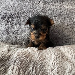 Adopt a dog:Yorkshire Terrier Puppies/Yorkshire Terrier/Female/Sex: Mixed Litter,Coming from a loving home we have 7 gorgeous Yorkshire Terrier Pups looking for their forever homes, there are 2 males and 5 females. Both parents are both full pedigree stunning Yorkshire Terriers, with a good lineage on both sides, and are very well loved family pets which can be seen on viewing.