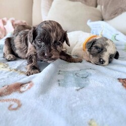 Toy Poodle Puppies /Toy Poodle/Female/Sex: Mixed Litter, Gorgeous Toy Poodle Puppies Looking for Their Forever Homes 