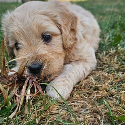 Adopt a dog:Smallest Mini Goldendoodle BOY READY TO GO!/Goldendoodle/Female/Sex: Mixed Litter,We are down to our last puppy Teddy he is doing great with toileting and goes through the night in his crate without any accidents and rarely has any accidents during the day, he still needs reminding as he's only a puppy but doing brilliantly considering his age