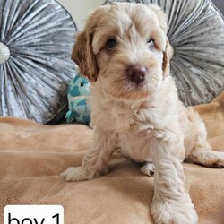 Adopt a dog:Outstanding Cavapoo Puppies /Cavapoo/Female/Sex: Mixed Litter,Outstanding Cavapoo Puppies – Raised with Love & Well Socialised