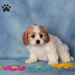 Aberdeen/Cavachon									Puppy/Female	/9 Weeks,These sweet little Cavachon puppies are looking for their forever families! They have been lovingly family raised and are accustomed to being around children, giving them a wonderful start to life as happy, confident companions.