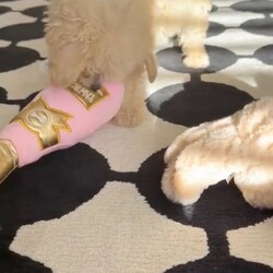 Adopt a dog:Poochon puppy female/Poochon/Female/Sex: Female,Sadly, my lovely dog passed away after giving  birth to her one and only puppy, a wee beautiful girl she means a lot to me but I’m to old now to give her the love and attention she deserve