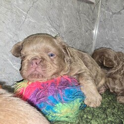 Adopt a dog:KC French Bulldog Puppies Fluffy/French Bulldog/Female/Sex: Mixed Litter,4 Beautiful KC Registered Fluffy French Bulldog Puppies Available