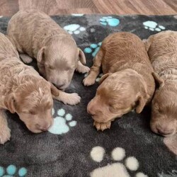 Cockapoo puppies F1bb/Cockapoo/Female/Sex: Male,Beautiful apricot cockapoo puppies. This is Roxy's first litter. Roxy is out family pet, she has a lovely personality, she is friendly with both other dogs and people, loves a cuddle and is very patient (grew up in a family with children). Roxy has been a wonderful mum to her pups.