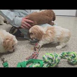 Aberdeen/Cavachon									Puppy/Female	/9 Weeks,These sweet little Cavachon puppies are looking for their forever families! They have been lovingly family raised and are accustomed to being around children, giving them a wonderful start to life as happy, confident companions.