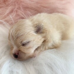 Outstanding KC Creme Pom boys available /Pomeranian/Female/Sex: Male,Here I have the most striking two Creme KC Pom boys available , 