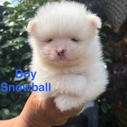 Pomeranian Puppies  /Pomeranian/Female/Sex: Mixed Litter,Meet the gorgeous Pomeranian puppies! There is 3 beautiful boys, mom is a black little Russian lady and dad is a pure White Russian boy. They are raised around small children and are such a delight, very loving and just an absolute dream to have. They are all trained with puppy pads and have been microchipped, warmed and flea treated also have had first injections. They are now looking for there forever home and would make a tremendous addition to your family, such cute fluffy little bundles of joy. Feel free too message me I am available day and night. Ready too leave 