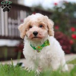 Benji/Bich-Poo									Puppy/Male	/10 Weeks,Hi! My name is Benji, and I am a very cute Bichapoo puppy with a sweet personality and a heart full of love! I love playing, exploring new things, and getting lots of attention and cuddles. I have a soft, fluffy coat, an adorable face, and a playful little personality that makes every day more fun. I’m always ready for a new adventure, but I’m just as happy snuggling up and enjoying some quiet time. I can’t wait to find my forever family and fill their home with lots of puppy love, laughter, and happy memories!