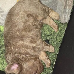 Adopt a dog:KC French Bulldog Puppies Fluffy/French Bulldog/Female/Sex: Mixed Litter,4 Beautiful KC Registered Fluffy French Bulldog Puppies Available