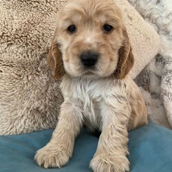 Cocker Spaniel ( Show type)/Cocker Spaniel/Female/Sex: Mixed Litter,Our family pet Bonnie has had a litter of stunning show cocker spaniel puppies. Bonnie is kennel club registered and from champion lines. She has a loving temperament with adults, kids and other dogs. Puppies are been raised in family home.