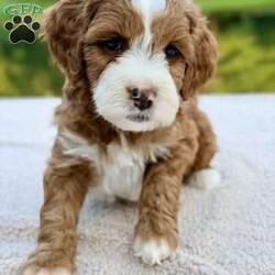 Cannoli/Mini Goldendoodle									Puppy/Male	/8 Weeks,Meet our adorable petite goldendoodles!:) They are so sweet and playful looking to find their forever new family. They have beautiful soft wavy/curly hair coats. Est weight 10-20lb. They will come vet checked, microchipped and utd with their vaccinations and dewormings. Along with their health record, a 2 year genetic health guarantee and 30 days free health insurance through Trupanion. Mom and Dad have wonderful personalities/temperaments and are genetically health tested. Contact us for videos or setup a FaceTime. Thank you! 