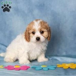 Aberdeen/Cavachon									Puppy/Female	/9 Weeks,These sweet little Cavachon puppies are looking for their forever families! They have been lovingly family raised and are accustomed to being around children, giving them a wonderful start to life as happy, confident companions.