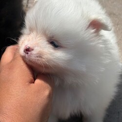 Pomeranian Puppies  /Pomeranian/Female/Sex: Mixed Litter,Meet the gorgeous Pomeranian puppies! There is 3 beautiful boys, mom is a black little Russian lady and dad is a pure White Russian boy. They are raised around small children and are such a delight, very loving and just an absolute dream to have. They are all trained with puppy pads and have been microchipped, warmed and flea treated also have had first injections. They are now looking for there forever home and would make a tremendous addition to your family, such cute fluffy little bundles of joy. Feel free too message me I am available day and night. Ready too leave 
