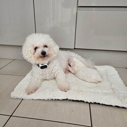 Adopt a dog:Pure pedigree male bichon friese/Bichon Frise/Female/Sex: Male,Pure pedigree male puppy available for sale to be taken to their forever home. Mum and dad are also with me. Kennel club registered. Healthy boy. Will be vaccinated and microchips, health checked and deformed and deflead. 4 weeks old. Will be ready at 8 weeks.