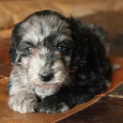 Adopt a dog:Lottie/Bernedoodle/Female/,Hi, I'm Lottie! I'm a 6-week-old female Bernedoodle. My dad is a Bernedoodle and my mom is a Poodle. I have a beautiful blue merle coat, and I was born on July 10. I'll be ready to go home to my forever family after September 4, once I'm grown enough to leave my litter. When I reach my adult size, I should weigh between 25–35 lbs. My tail wags at the thought of meeting my forever family.