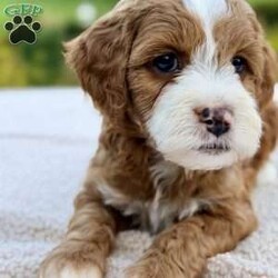 Cannoli/Mini Goldendoodle									Puppy/Male	/8 Weeks,Meet our adorable petite goldendoodles!:) They are so sweet and playful looking to find their forever new family. They have beautiful soft wavy/curly hair coats. Est weight 10-20lb. They will come vet checked, microchipped and utd with their vaccinations and dewormings. Along with their health record, a 2 year genetic health guarantee and 30 days free health insurance through Trupanion. Mom and Dad have wonderful personalities/temperaments and are genetically health tested. Contact us for videos or setup a FaceTime. Thank you! 