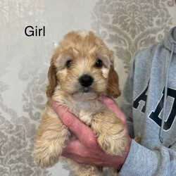Cockapoo F1/Cockapoo/Female/Sex: Mixed Litter,Lovely F1 cockapoo puppies 2 girls 3 boys up to day with worming mum is family pet dad is family members dog good temperament please contact for more information 
