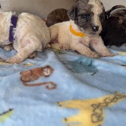 Toy Poodle Puppies /Toy Poodle/Female/Sex: Mixed Litter, Gorgeous Toy Poodle Puppies Looking for Their Forever Homes 
