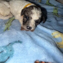 Toy Poodle Puppies /Toy Poodle/Female/Sex: Mixed Litter, Gorgeous Toy Poodle Puppies Looking for Their Forever Homes 