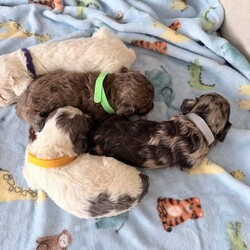 Toy Poodle Puppies /Toy Poodle/Female/Sex: Mixed Litter, Gorgeous Toy Poodle Puppies Looking for Their Forever Homes 