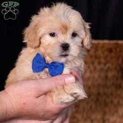 Storm/Teddy Bear									Puppy/Male	/9 Weeks,Meet Storm, a precious little bundle of warmth ready to light up your life! If you are looking for an adorable 