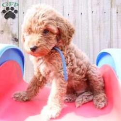 Koda/Mini Labradoodle									Puppy/Male	/8 Weeks,The pups are f1bb mini labradoodles so will have curly hair. Perfect if you have allergies or just hate shedding.They will be about 20-25lbs. Pups come with first vet visit, first shots, and a health guarantee. Pups are ready to go home Sept 8. Please let me know if you have any questions at all. Travel fee depends on your location. 