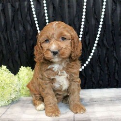 Wrenley/Cockapoo									Puppy/Female	/11 Weeks,Wrenley is a smart Cockapoo puppy who loves to have fun! This playful little girl has a gentle disposition and is sweet as can be! She is socialized and being raised by a family with children, preparing to be the best sidekick! Wrenley comes home microchipped and with a 30 day health guarantee plus an extended genetic health guarantee, both provided by the breeder. This sweetie has been seen by a vet and is up to date on shots and de-wormer. Wrenley is ready to meet you!