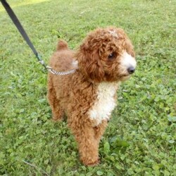 Turbo/Mini Goldendoodle									Puppy/Male	/10 Weeks,To contact the breeder about this puppy, click on the “View Breeder Info” tab above.