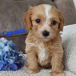 Captain/Toy Poodle Mix									Puppy/Male	/6 Weeks