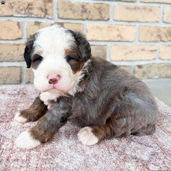Kingston/Bernedoodle									Puppy/Male	/8 Weeks