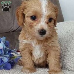 Captain/Toy Poodle Mix									Puppy/Male	/6 Weeks,Meet sweet lil Captain! Family raised well socialized with children and adults caring heart who will always be there comforting you with lots of love! We have 3 children so our fur-babies get lots of attention! Call Susan to schedule a visit im a at home mom so im pretty available! You would get along vet certificate, microchip numbers, health records, warranty that’s good for up to 1 year and a lil baggy food!! 